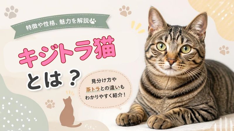 キジトラ猫の画像