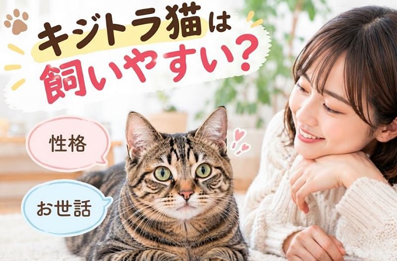 キジトラ猫と飼い主の画像