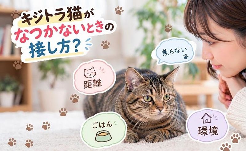 キジトラ猫に話しかける飼い主の画像