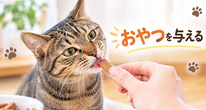 愛猫におやつを与えている画像