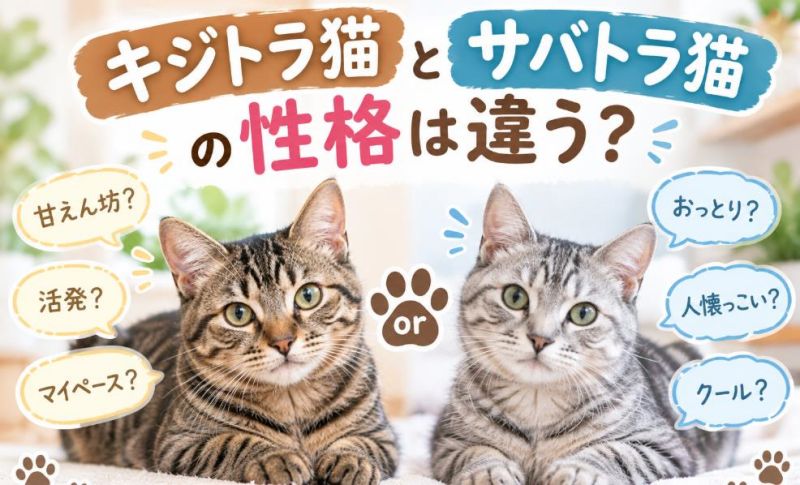 キジトラ猫とサバトラ猫が仲良く並んで座っている様子の画像