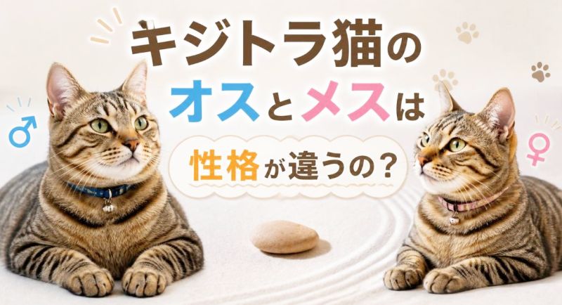 オスとメスのキジトラ猫の画像